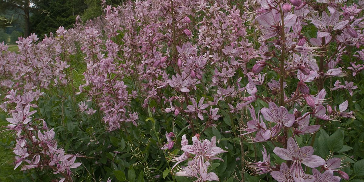 Découverte de la fraxinelle, une plante fascinante et dangereuse
