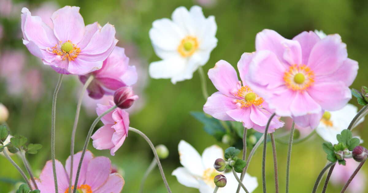 Quand planter des anémones ?