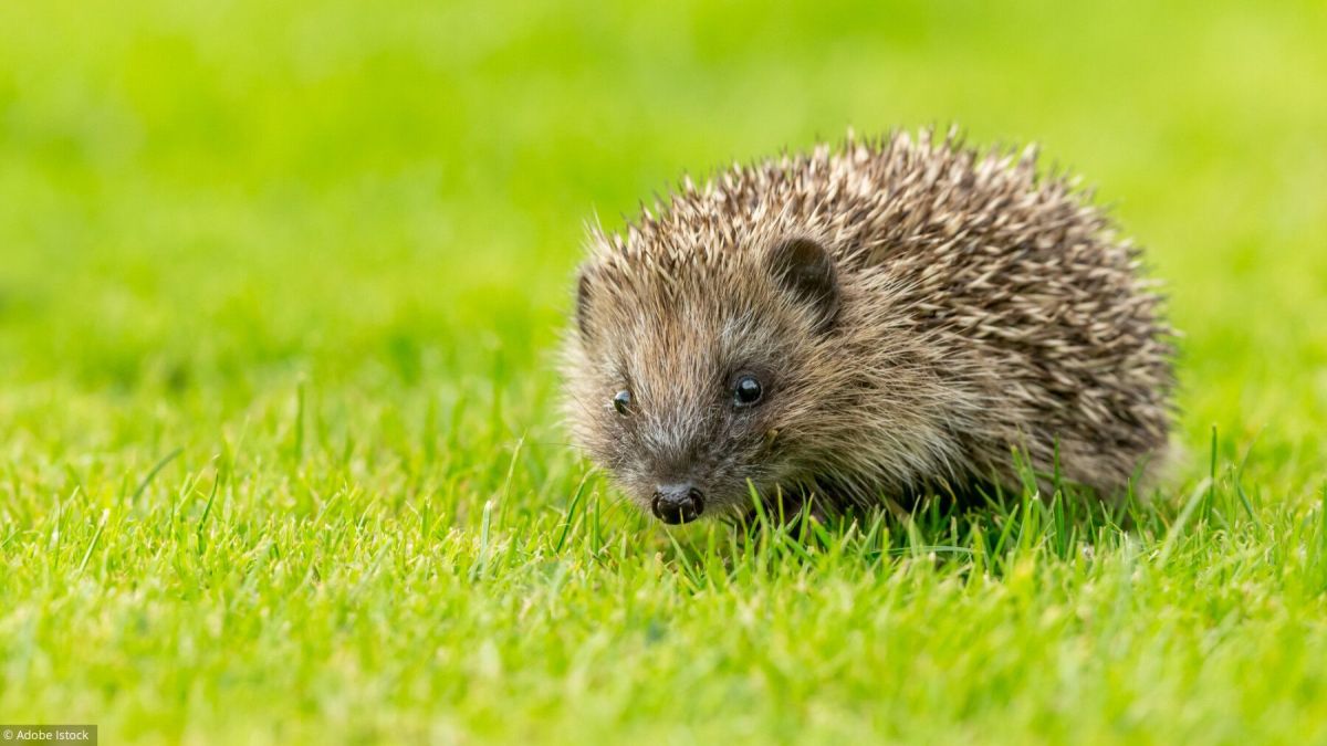 Accueillir un hérisson dans votre jardin