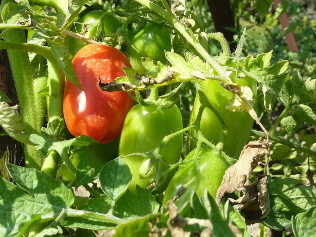 juin, le mois des délicieuses récoltes