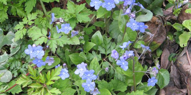 Le nombril de Vénus (Omphalodes cappadocica)