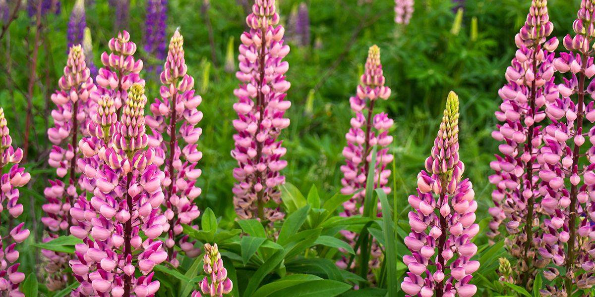 Lupin des jardins : une explosion colorée pour vos espaces verts