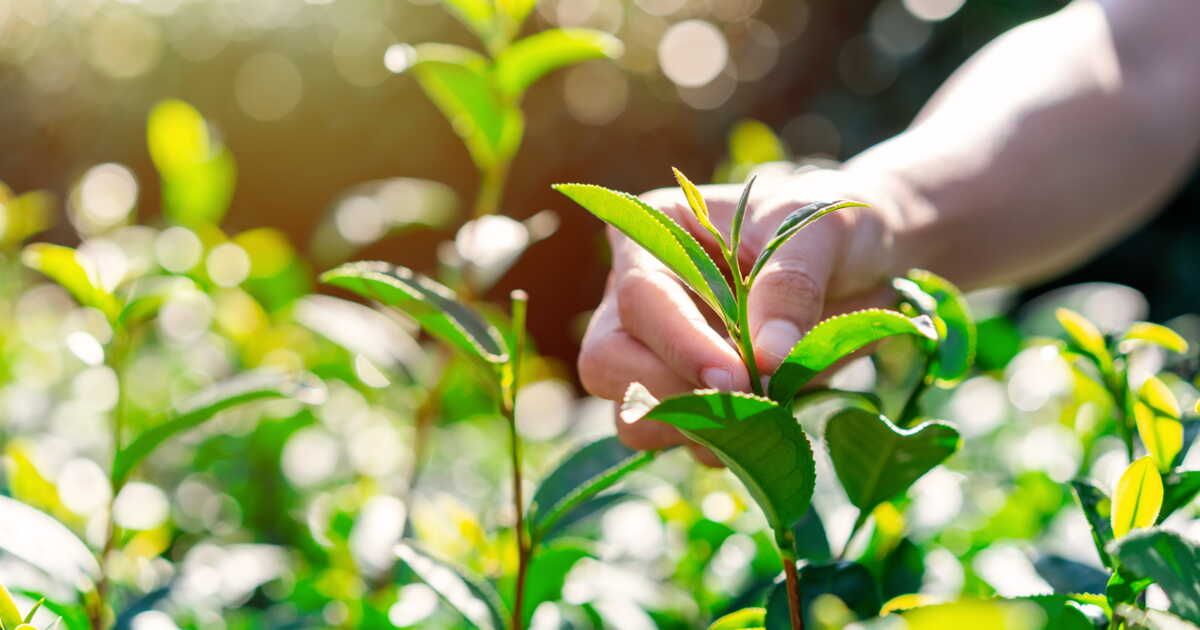 Les bienfaits du pincement des plantes