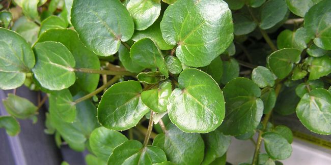 Les bienfaits du cresson : un trésor aquatique pour votre santé