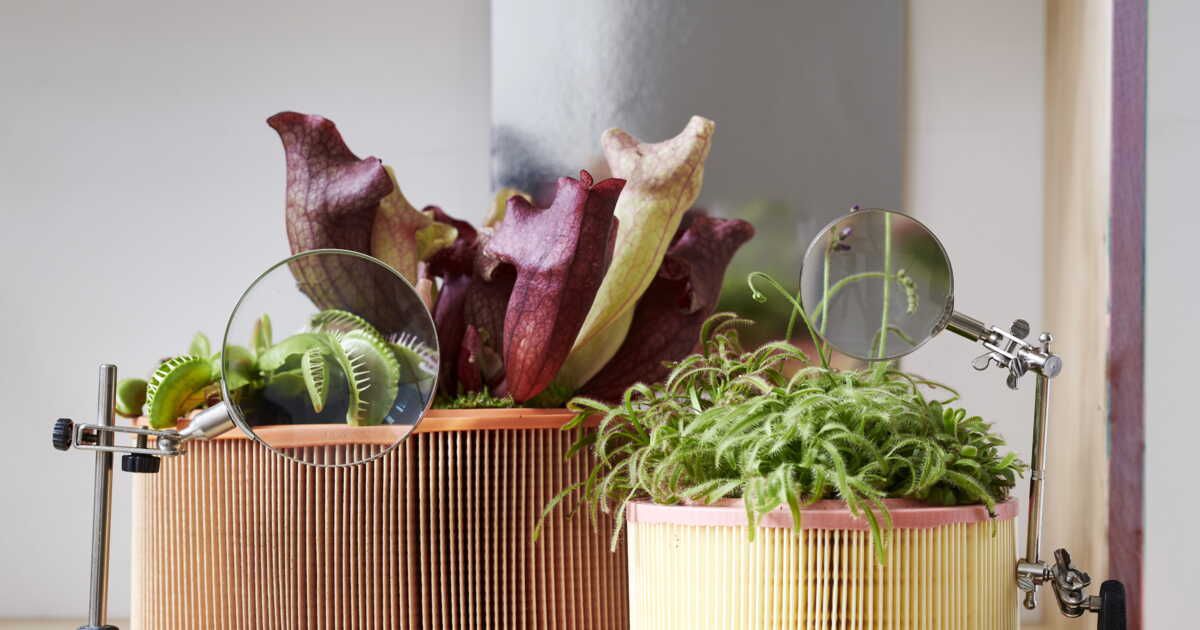 Secrets pour chérir vos plantes carnivores