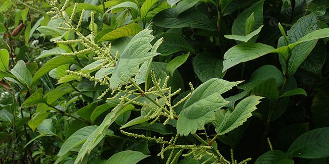 Ortie de Chine (Boehmeria), des orties non piquantes