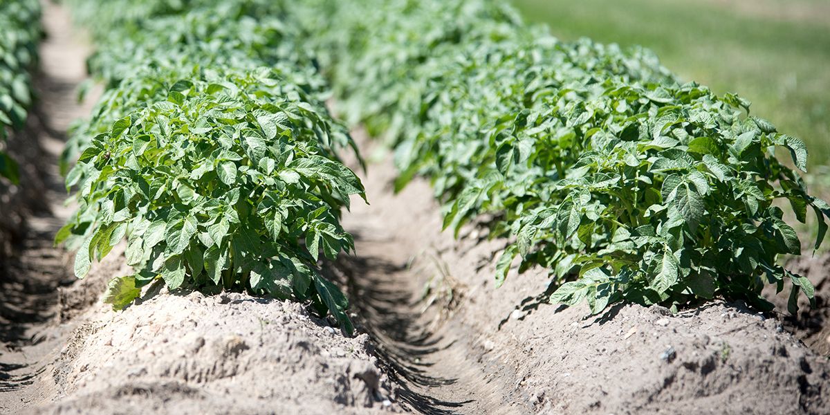 Butter les pommes de terre : pourquoi, quand et comment ?