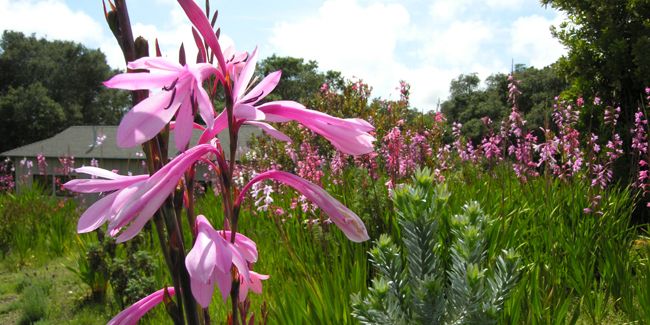Watsonia : la beauté des fleurs en épis