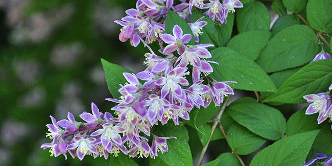 Bouturer un deutzia : le guide essentiel pour réussir