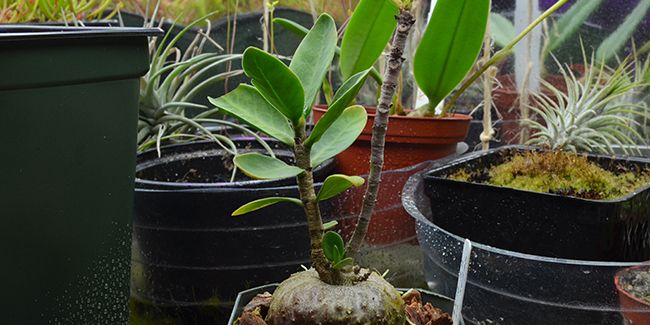 Hydnophytum (Hydnophytum formicarum), la plante à fourmis