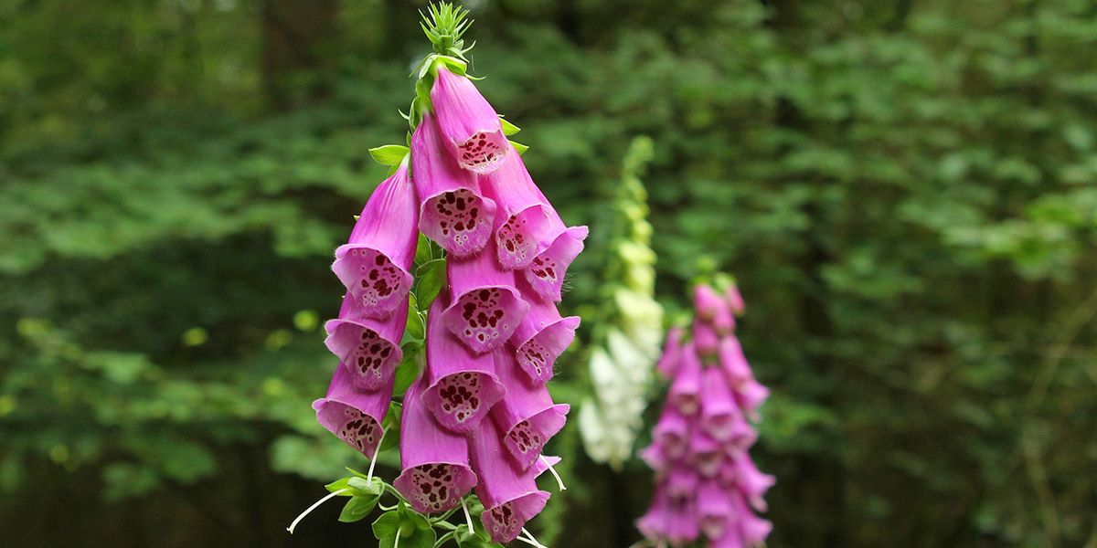 La digitale, beauté trompeuse d'un jardin à éviter