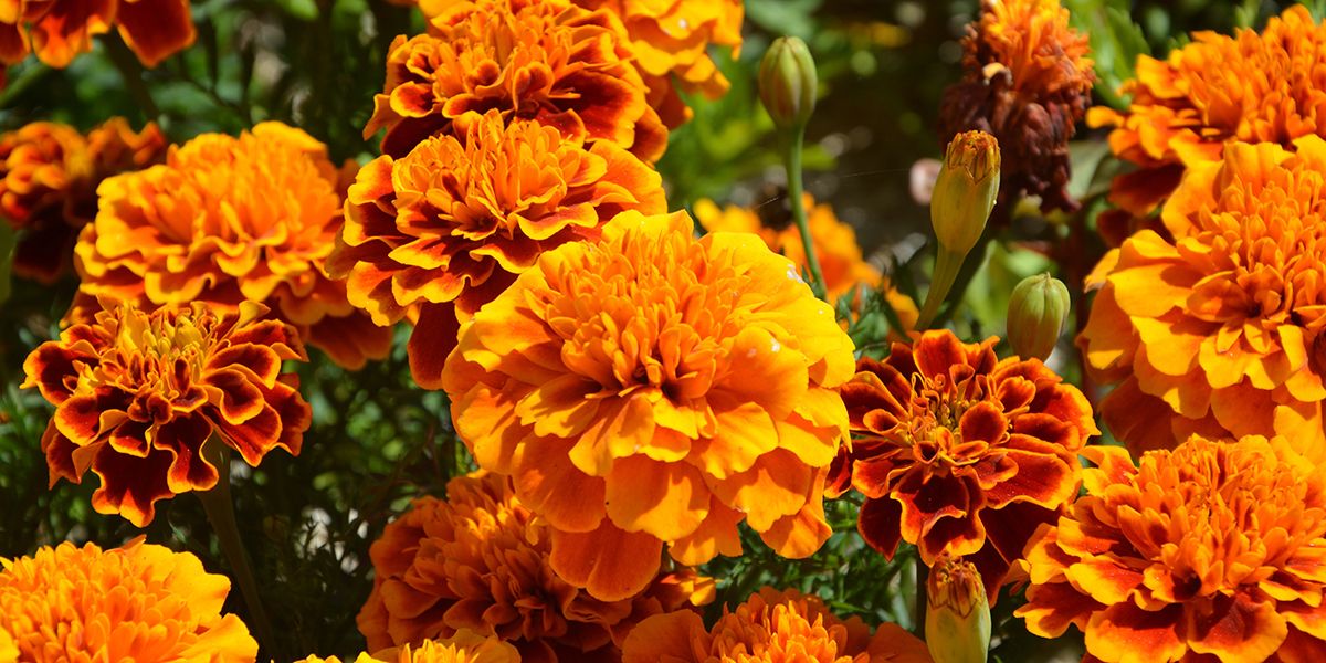 Les trésors colorés des œillets d'Inde et roses d'Inde dans votre jardin