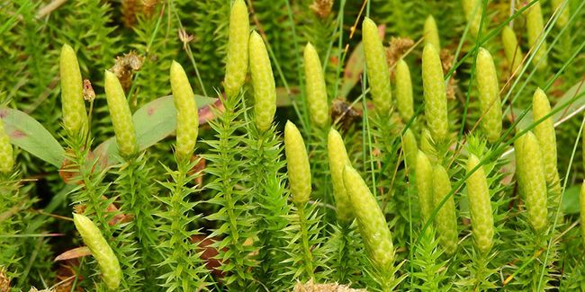 Les mystères du lycopode clavatum en homéopathie