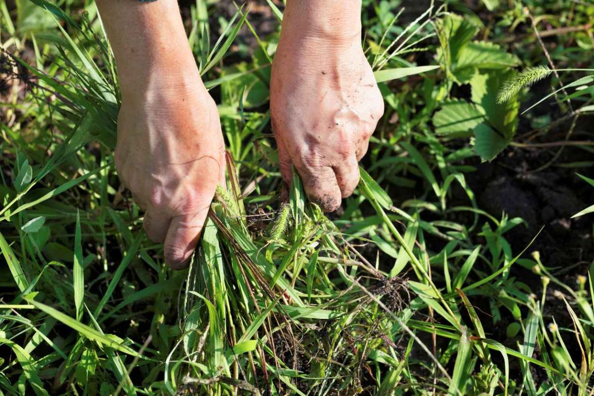 Adieu aux mauvaises herbes : découvrez la phacélie, votre nouvelle alliée au jardin
