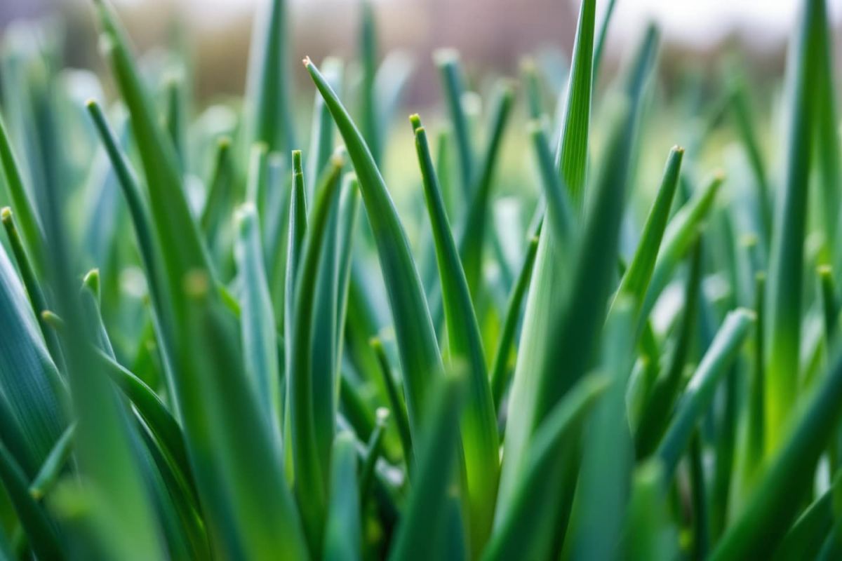 Ravivez votre potager : l'astuce oubliée pour des poireaux longs et blancs