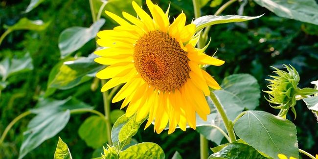 Les fleurs jaunes qui égaient votre jardin