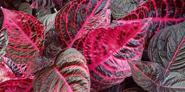 la beauté colorée de l'irésine d’herbst