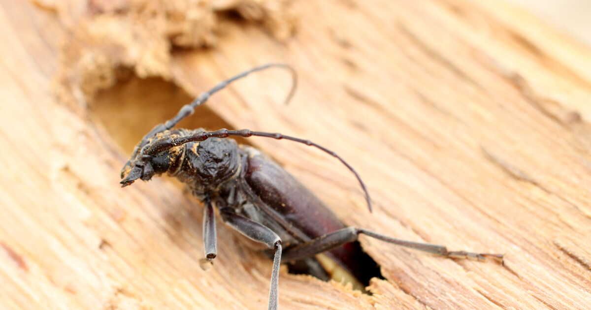 Lutter contre les insectes capricornes : solutions efficaces pour votre maison