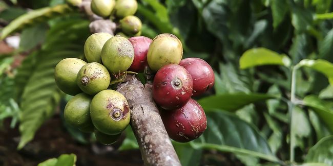Le caféier : des baies pour un breuvage captivant