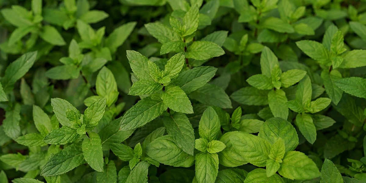 À la découverte des variétés aromatiques de menthe