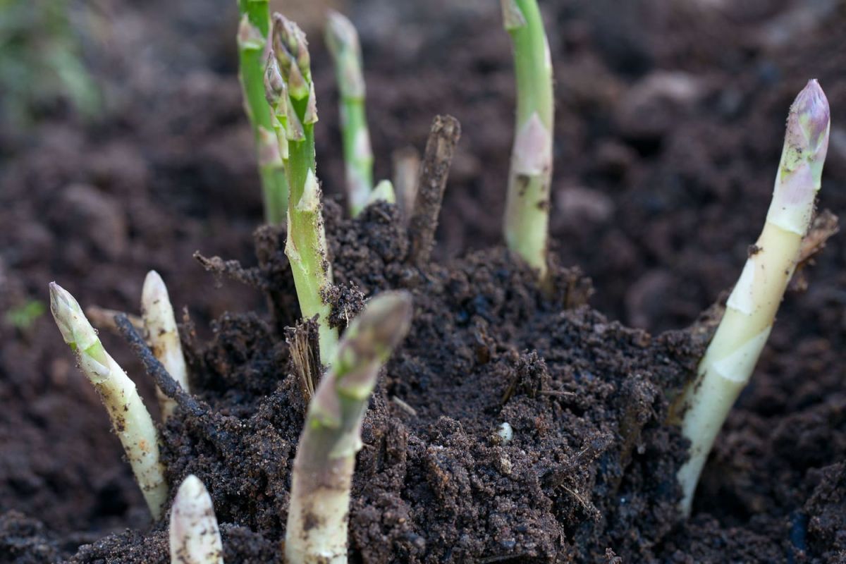 Que faire au potager en mai ?