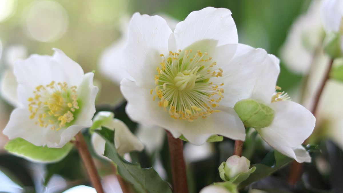 Un balcon fleuri tout l'hiver
