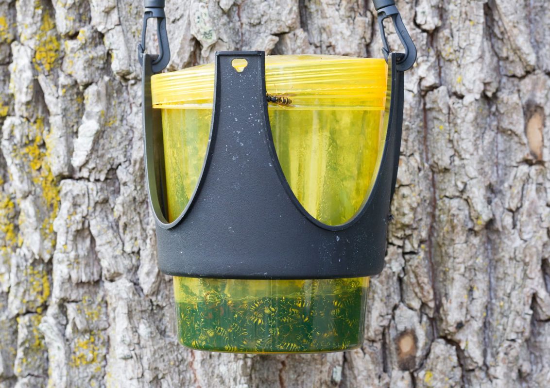 Fabriquez un piège à guêpes efficace en quelques étapes simples