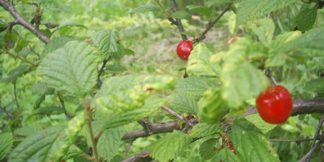 Ragouminier (Prunus tomentosa), cerisier de Nankin