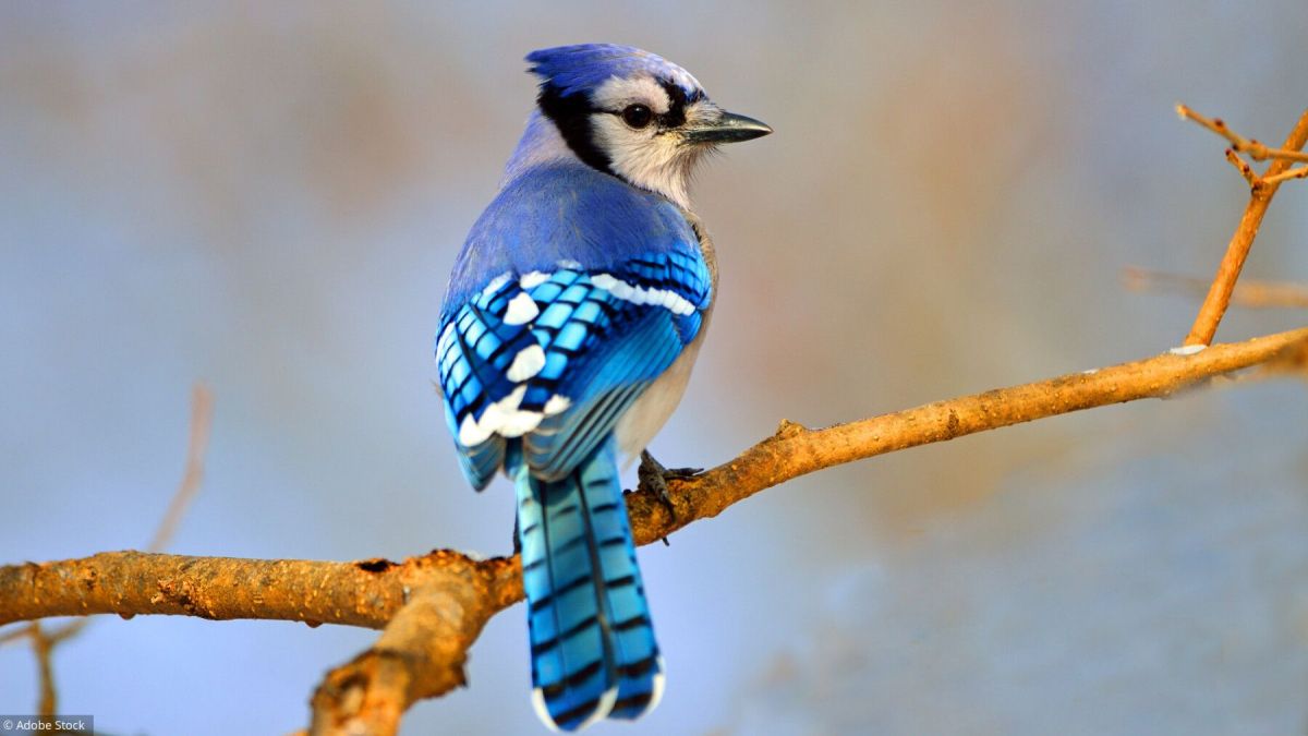 Quiz captivant : les capacités inattendues des oiseaux