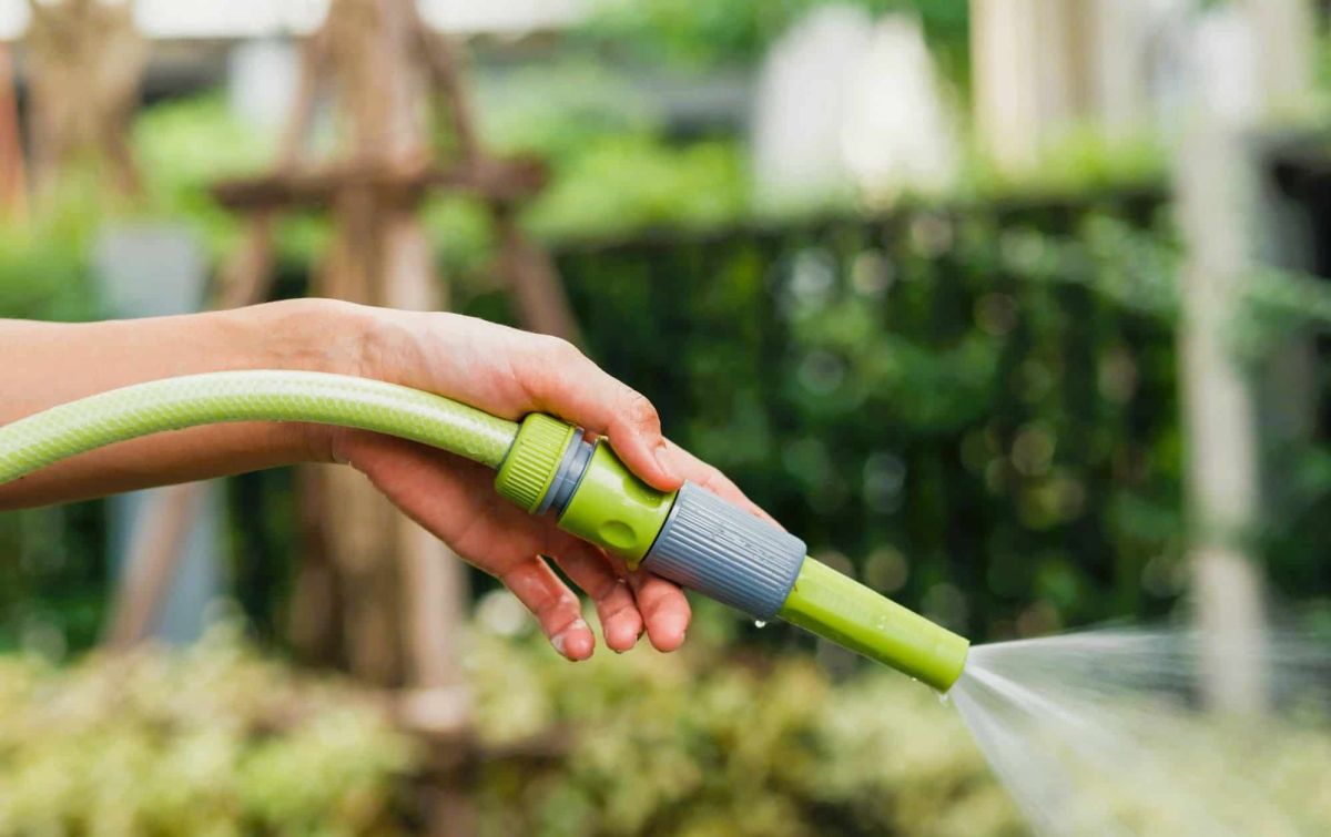 Arrosez à l'aube : l'astuce pour des plantes resplendissantes