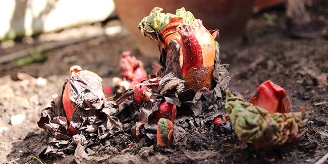 Comment diviser la rhubarbe : guide pratique et astuces