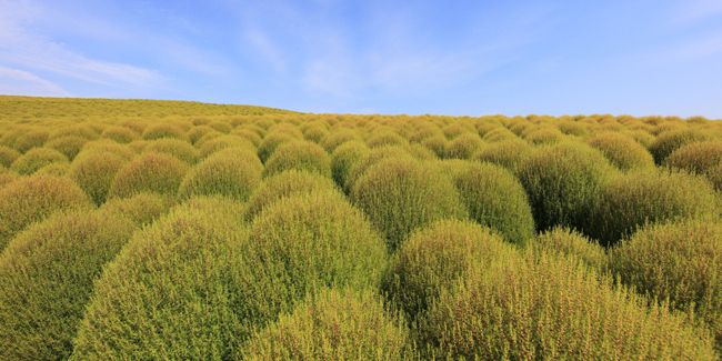 Kochia : une plante étonnante au pouvoir décoratif et dépolluant