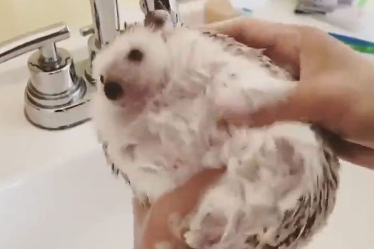 Quand un hérisson se transforme en star du bain moussant