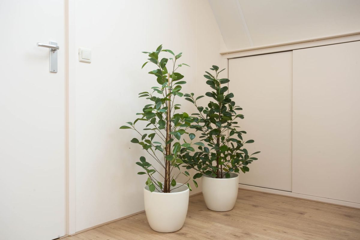 comment garder votre plante en vie dans un espace sombre