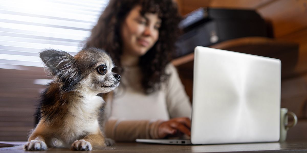 assurance animaux 2025 : dénichez les meilleures options à prix réduit