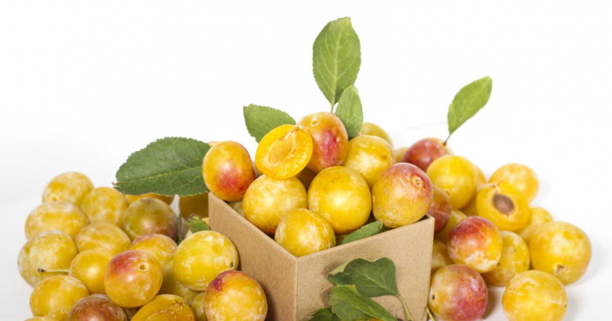 La mirabelle de Lorraine : délice incontournable de l'été