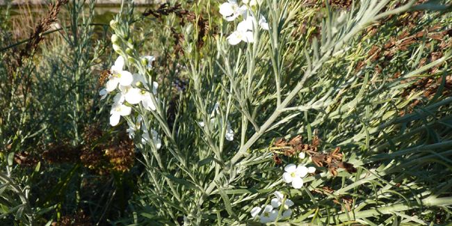 Gomphostigma virgatum : l'arbuste argenté idéal pour vos jardins côtiers