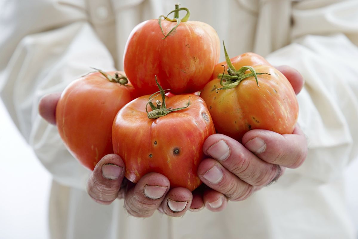 Les bienfaits insoupçonnés de la tomate dans votre assiette cet été