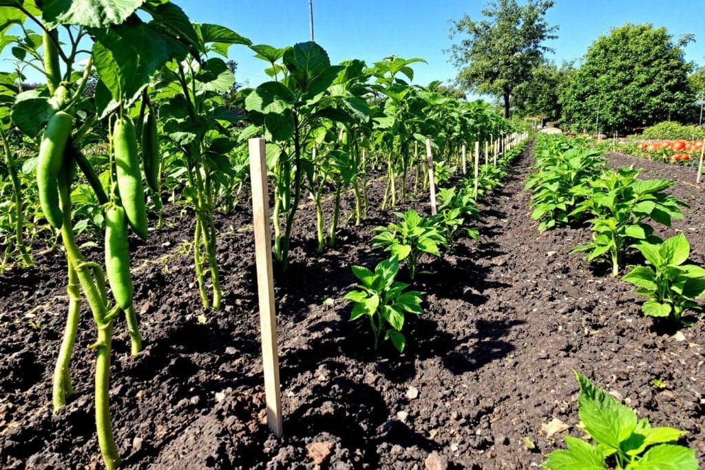 Découvrez les secrets d'un potager florissant tout l'été : semez en juillet pour récolter longtemps