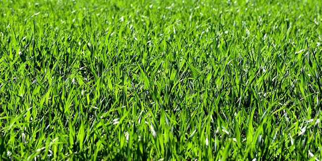 Ray-grass : l'herbe idéale pour un jardin robuste et verdoyant