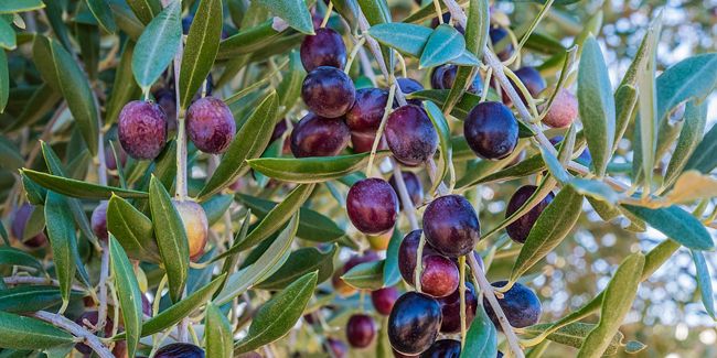 À la découverte des olives : récolte, conservation et recettes