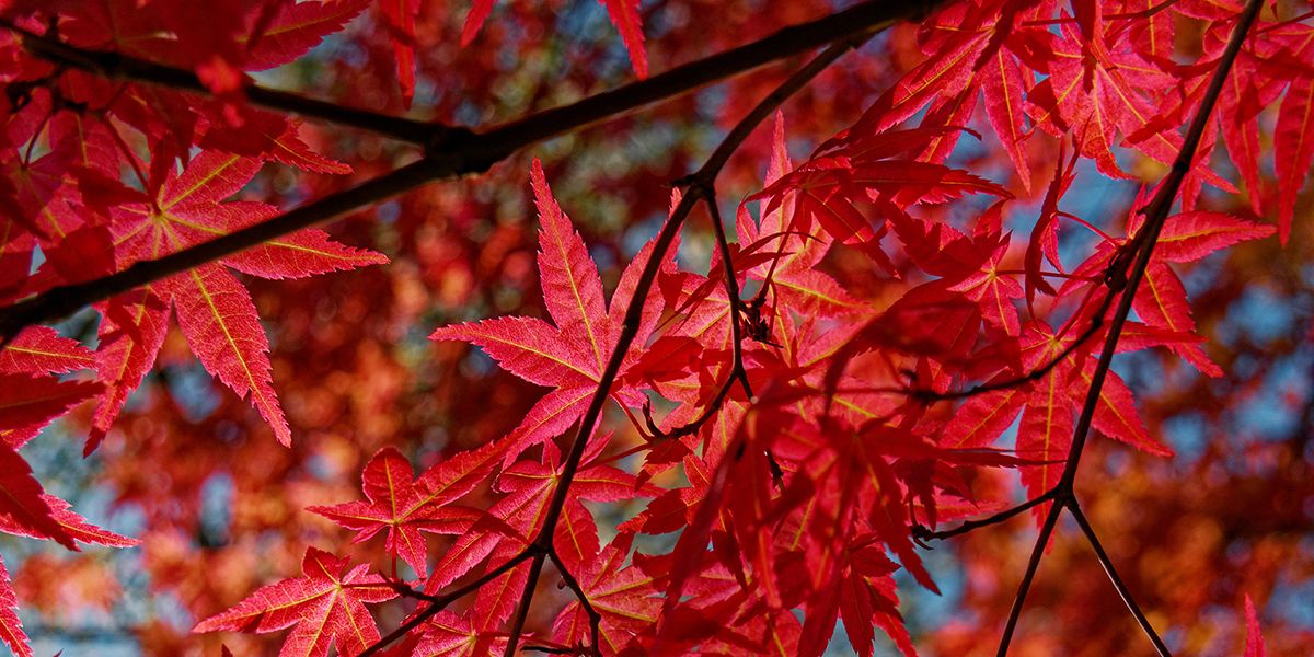 Des arbres et arbustes à feuilles rouges pour sublimer votre jardin