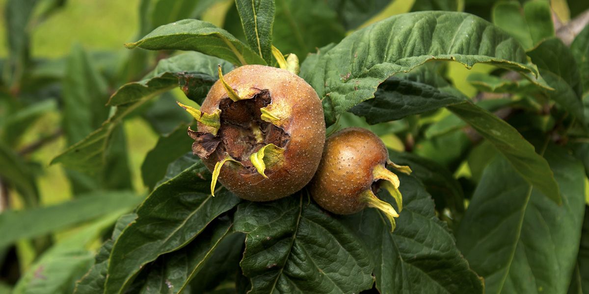 Le néflier commun, un arbre fruitier à redécouvrir