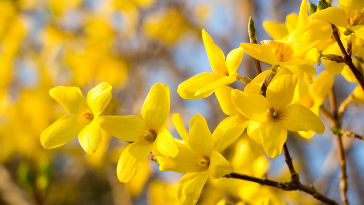 Les secrets pour réussir une bouture de forsythia
