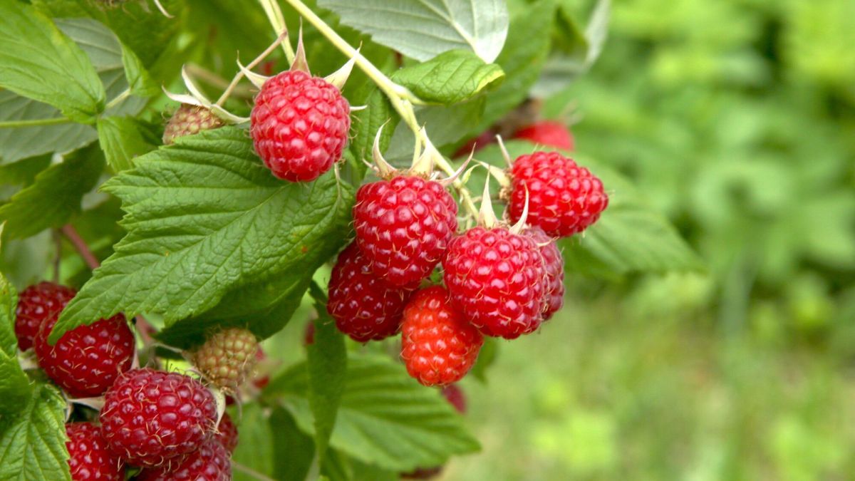 Cultiver des baies pour égayer votre jardin cet été