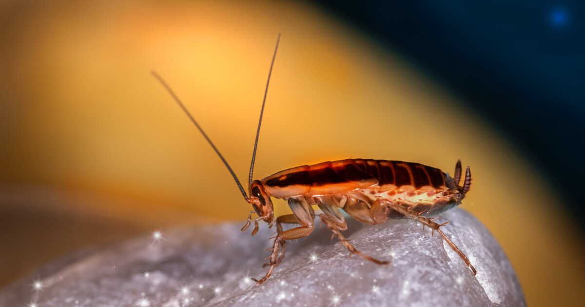 Comment gérer une invasion de cafards chez soi