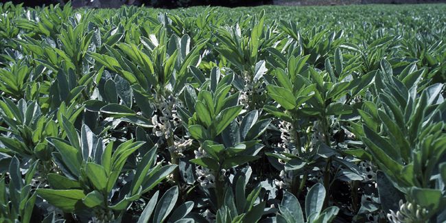 La féverole, une petite fève aux multiples vertus