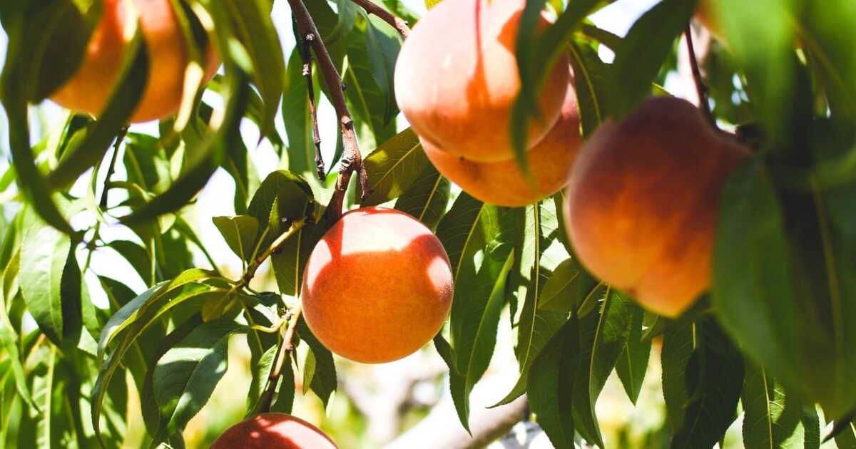 La saison des pêches : décryptage des variétés pour les savourer pleinement