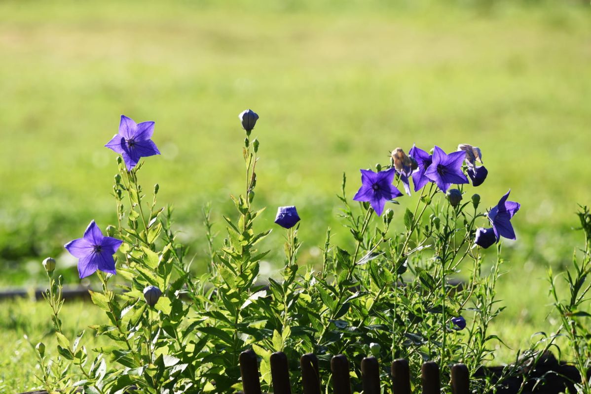 Platycodon : semis, plantation, résistance aux gelées