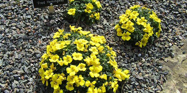 À la découverte de la morisie enfouissante, trésor de la flore corse